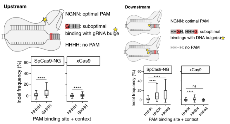 Cas9变体SpCas9-NG的效率