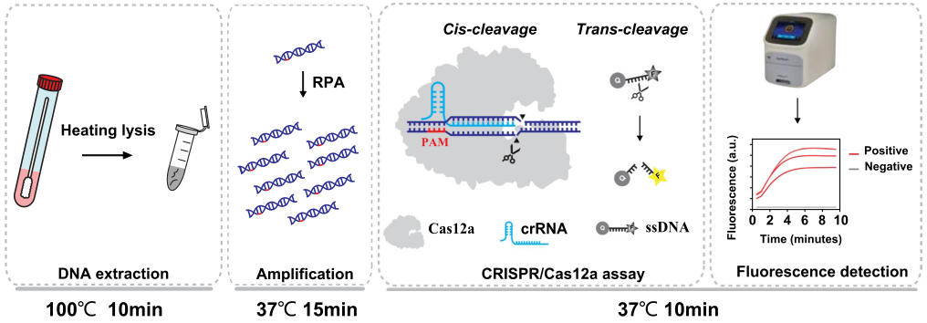 CRISPR-GBS流程图