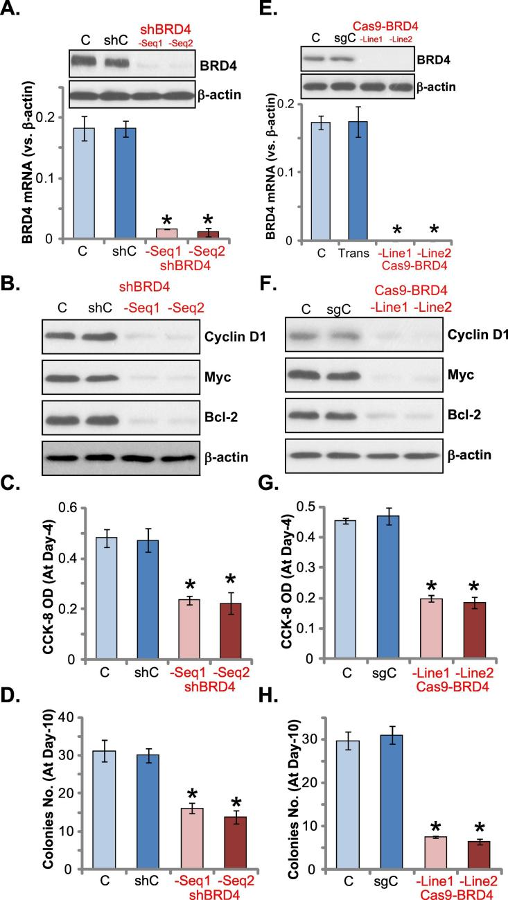 Fgfr Brd Bace Crispr